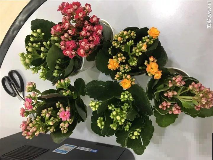 长寿专门的催花小技巧，套个塑料袋，不用一月就窜花苞！