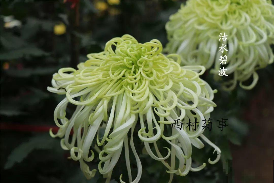 秋天啥花都可以不养，唯独这1种，100盆都不嫌多！