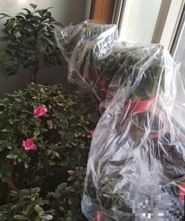 10月养花，这3点没注意，容易把花养死