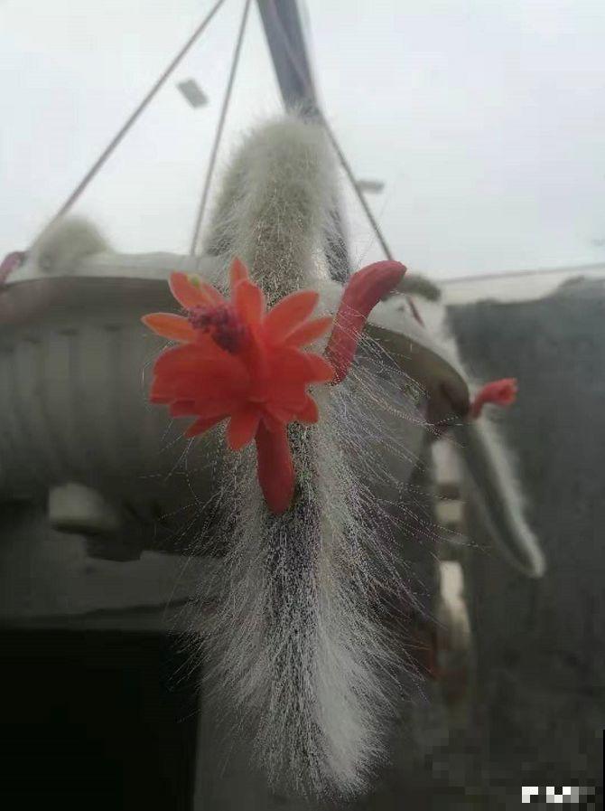 这种多肉要吊着养，墙上挂一盆，格调提升好几度！