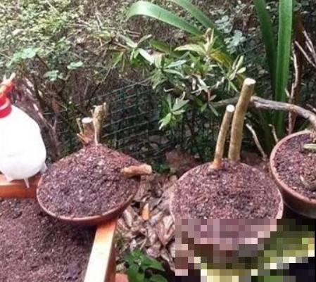 这种东西只在农村出现，不仅能防虫，还能当肥料，一用吓一跳