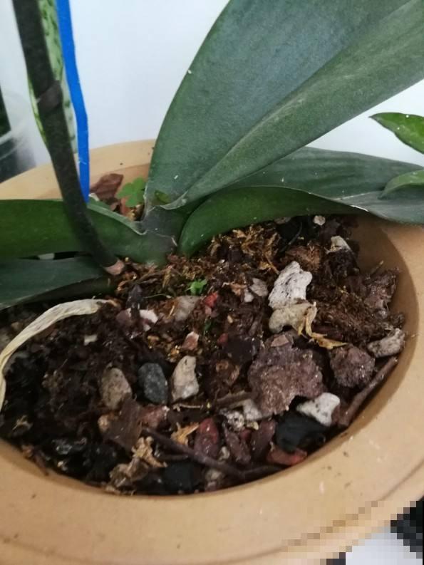 想要在家养花，这些土壤有妙用，选对了常年爆盆！