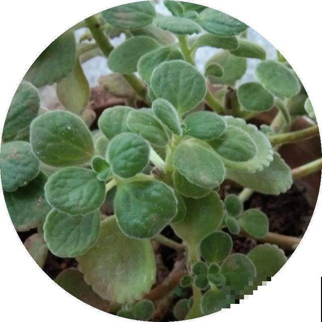 值得你养护的几种植物，容易养还有奇香，养好了家里天天香气弥漫