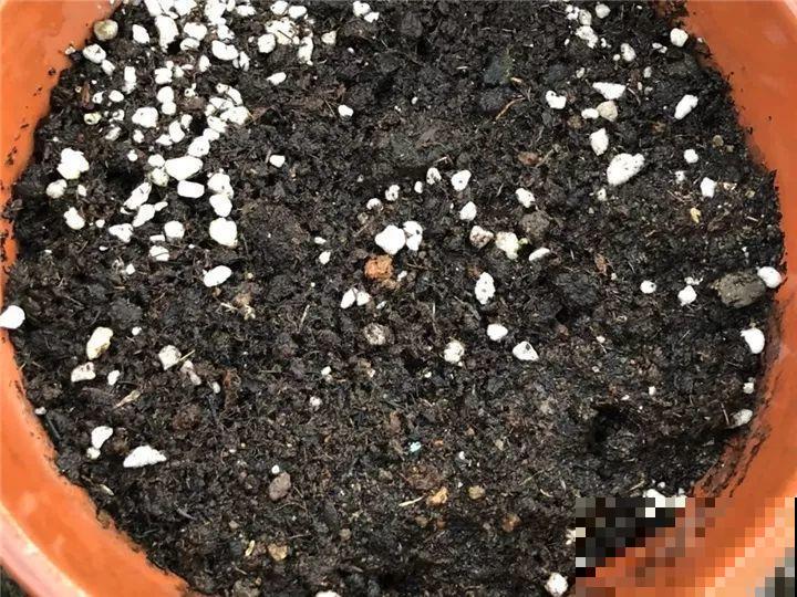 防盗窗上养这花，1个月开成花海，邻居都看花眼！