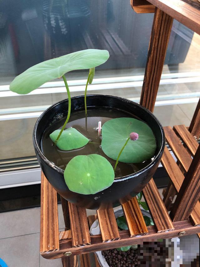 直接把肥料丢到水里？难过碗莲不开花，喜肥不耐肥的植物这样施肥