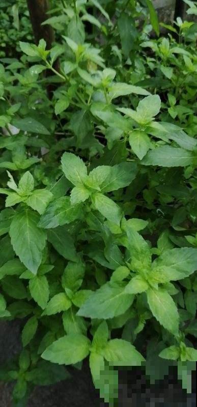 值得你养护的几种植物，容易养还有奇香，养好了家里天天香气弥漫
