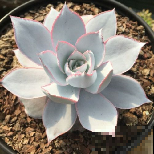 他把多肉上的白霜擦掉，结果一周就养死了，原来里面有这玄机！