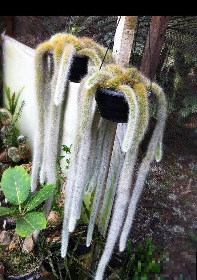 这6种有趣花，长了一圈小尾巴，谁看了都想摸！