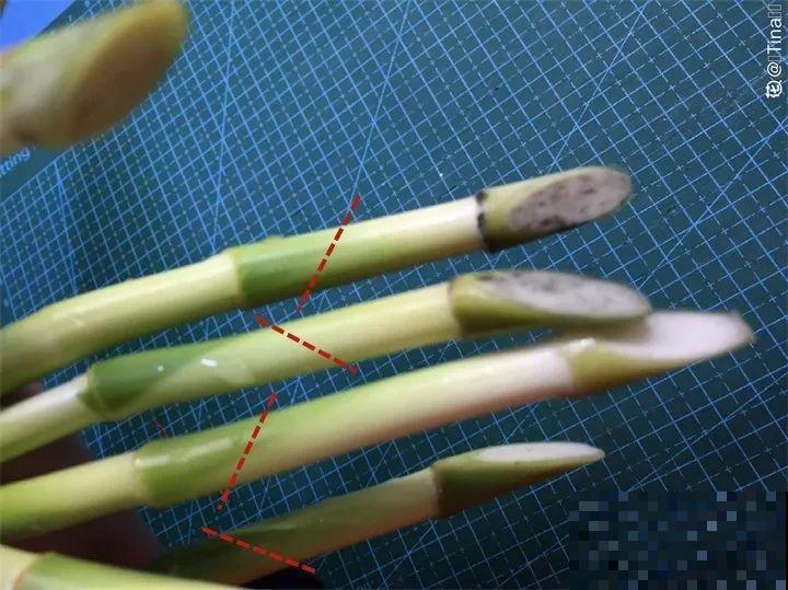 这花寓意极好，十块钱一捆，插水里就能活！