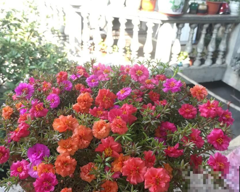 从没见过太阳花长的这么惊艳，太阳花开出了牡丹形态，真是美醉了