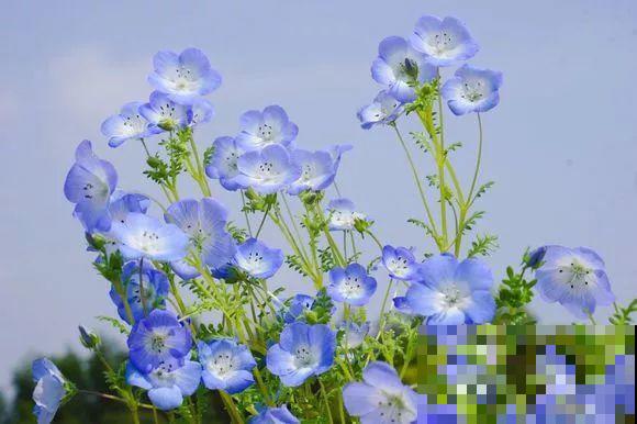 这6种花，占地小开花多，摆在家里很精致！