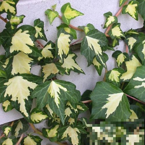 秋天啥花都凋零，唯有这盆栽一直绿到寒冬，再冷也能欣赏绿意！