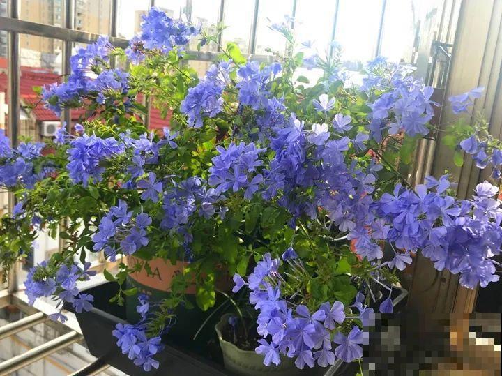 急性子养这6种花，长得快、爆花多，1盆能开大半年！