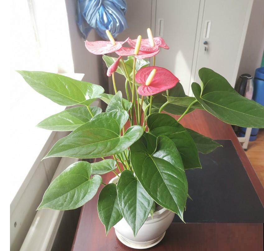 5种观叶植物，不要随便在家里养！
