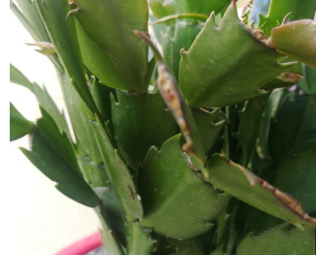 蟹爪兰蔫了还烂根，这么养猛窜芽，每片叶都开花！