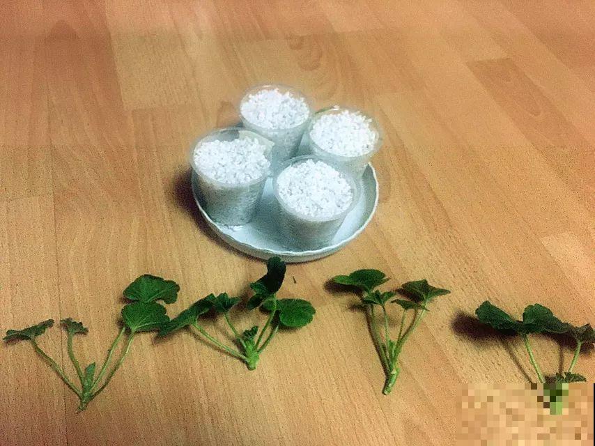 趁着秋天，这2种花赶紧扦插，分分钟变大户！
