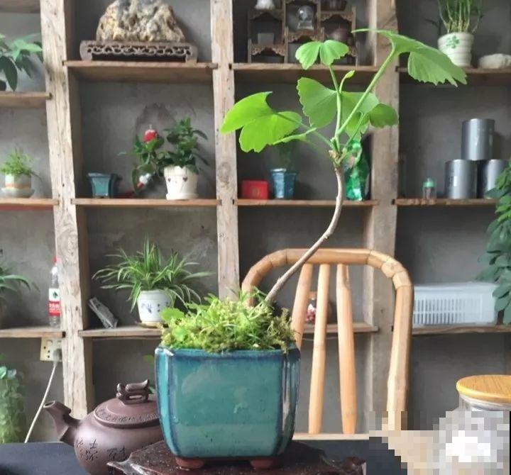 这6种盆景，春夏观花秋冬赏果，越养越值钱！