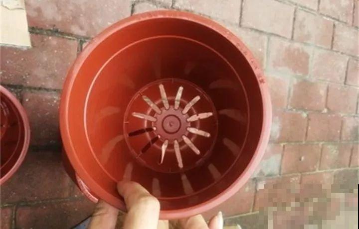 花盆选错了，别指望养好花，再好养的都不行！