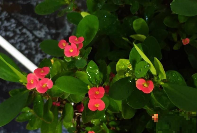 这花真好养，注意这4点，疯长狂开花！