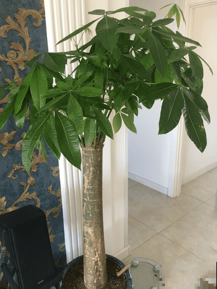 这3种花，秋天喂饱了，长得油绿壮实好过冬！