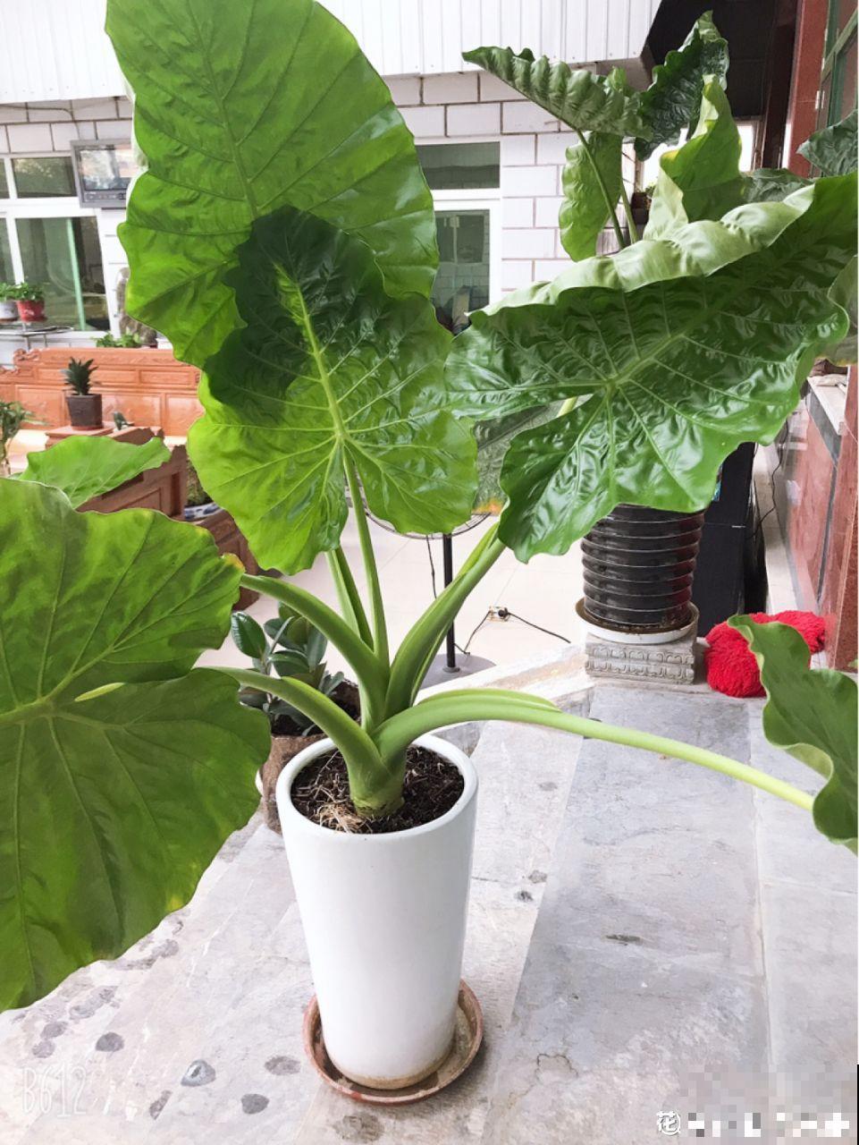 这5种花最怕冷，一降温就容易死，再不管只剩盆！