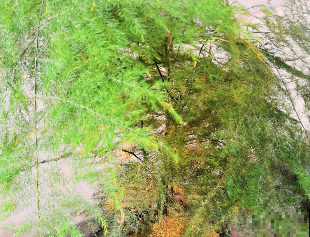 这就是你家文竹发黄的原因，想要改善，就得对症下药！