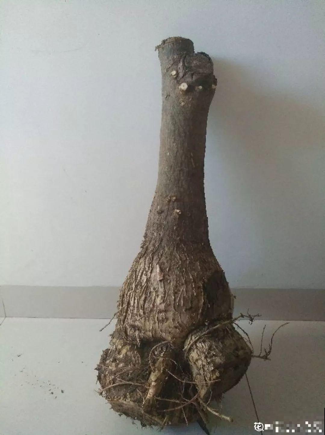 扔路边没人要的花，搬回家剃个头，俩月养成摇钱树！