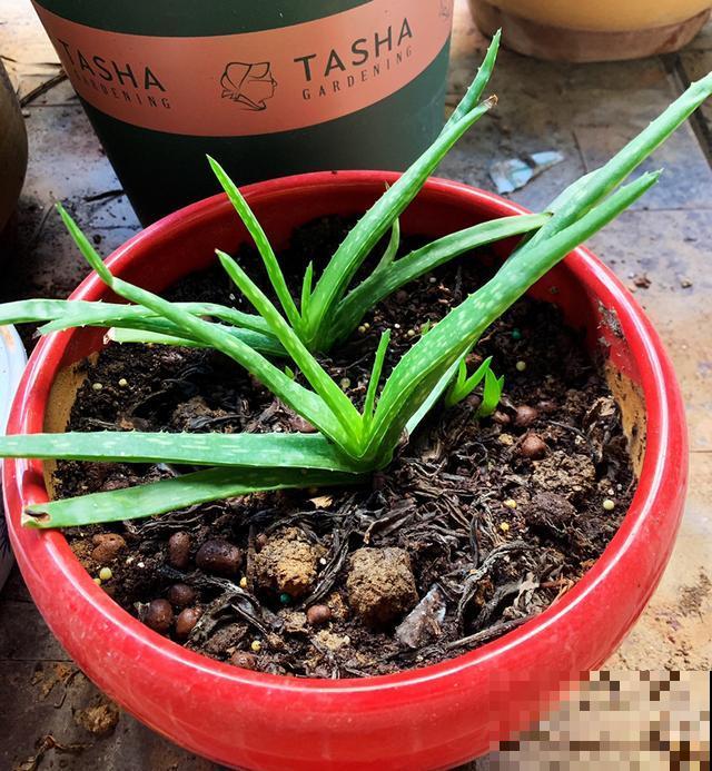 家里的这几样绿植，看着不起眼，用处可多了