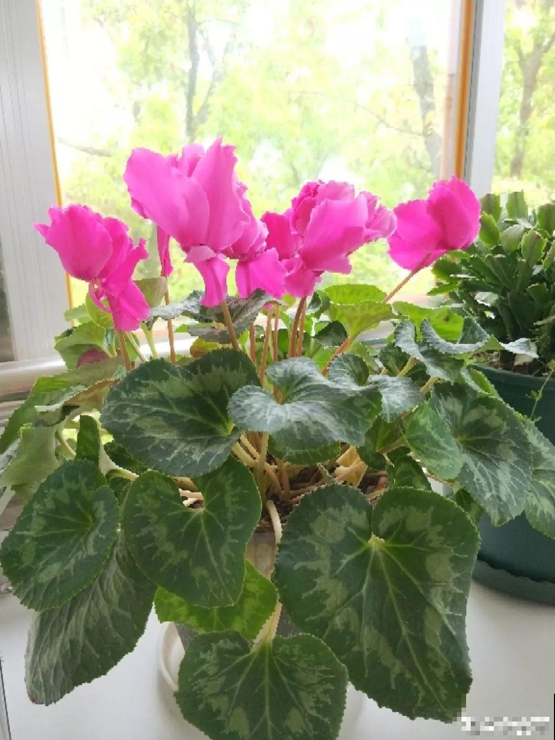 这5种花，放室内养不好，一搬出去立马就疯长！