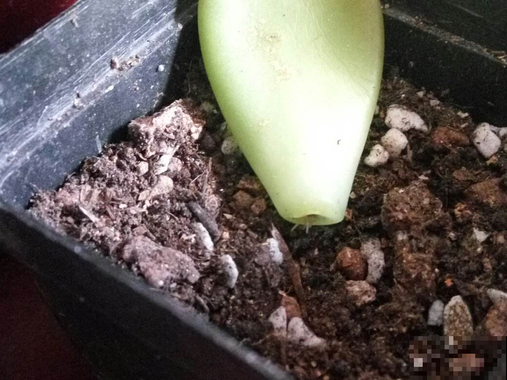 秋天养多肉赶紧叶插，这么做插几片就能活几片，插出满阳台的肉崽