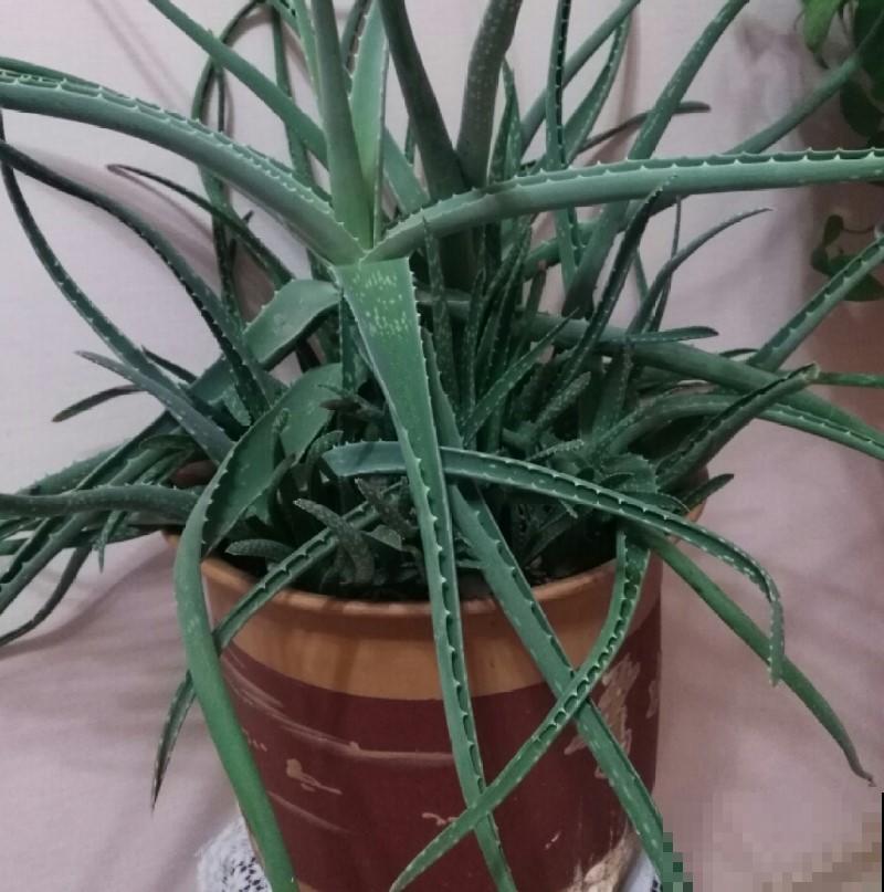 这两种花效果堪比花露水，哪里痒就擦哪里，专治蚊虫叮咬！