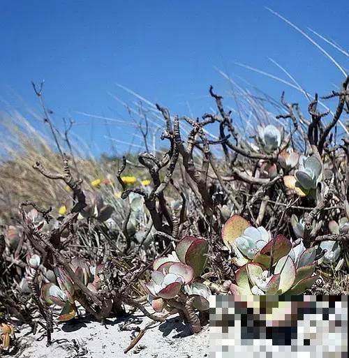 野生多肉遍地是，我到底该不该挖？