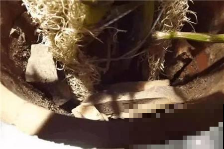 秋天捡点这东西，养花直接垫盆底，啥花都能呼呼长！
