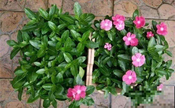 年纪大了，就养这6种寿星花，健康养身心
