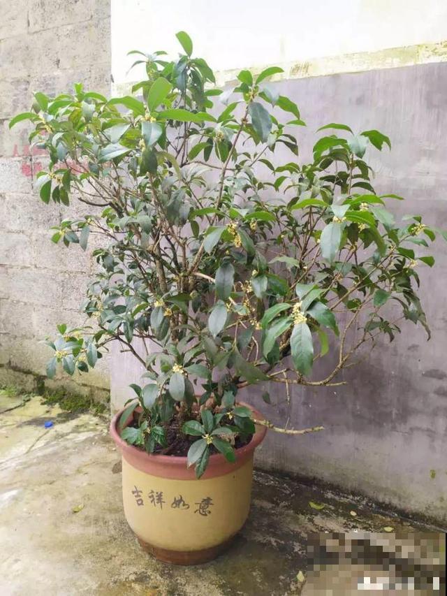 养10年才开花，这花脾气可真大，赶紧多喂大补肥！