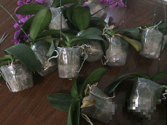 垃圾桶旁边一堆快死的花，到底该不该捡？悄悄拎回家赚大发了