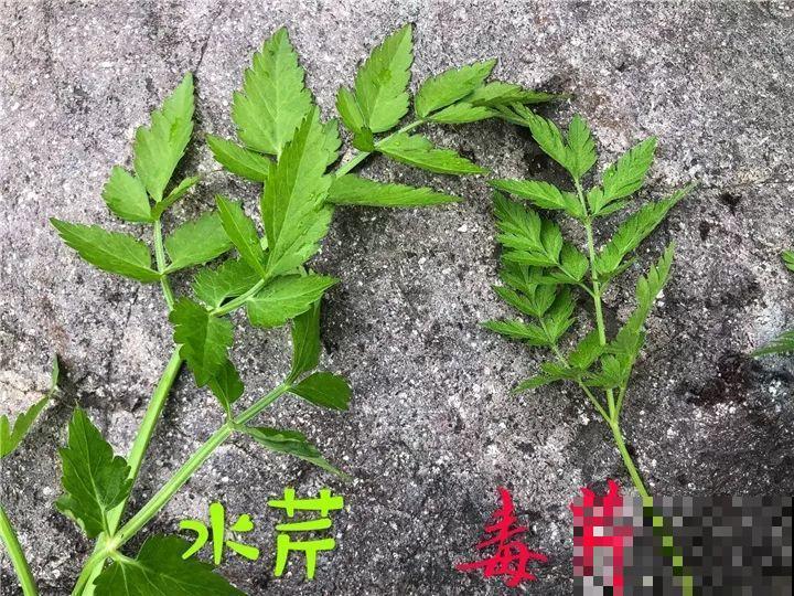 出门碰见这8种草，千万别碰，离的越远越好！