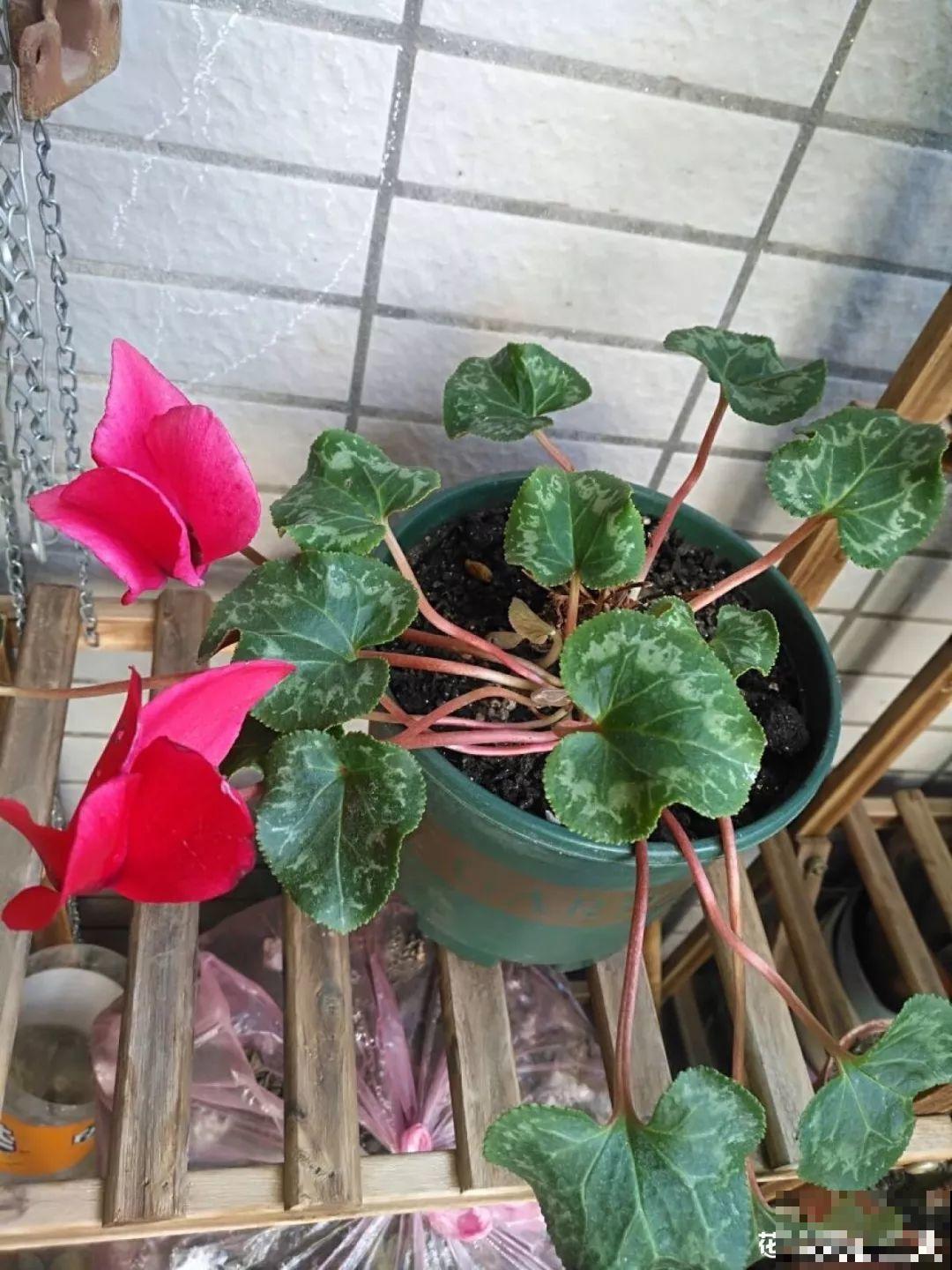这8种夏天的休眠的花，秋天一醒就长个，满盆窜花苞！