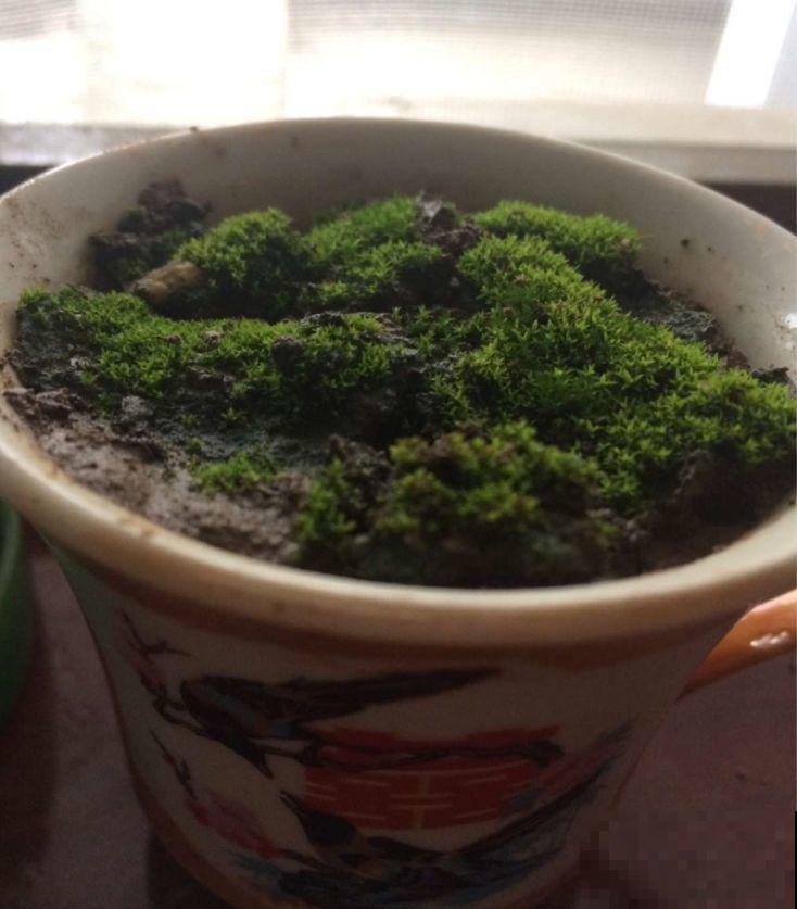 苔藓不光看着小清新，盆面铺一层，冬天养花不怕冻！