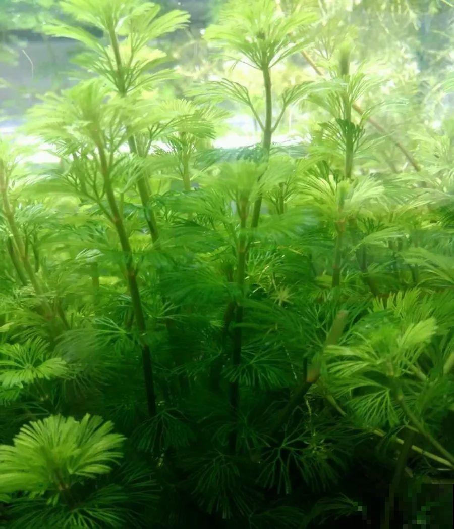 比铜钱草好看百倍的花，7天爆满一大缸，多到家里堆不下！