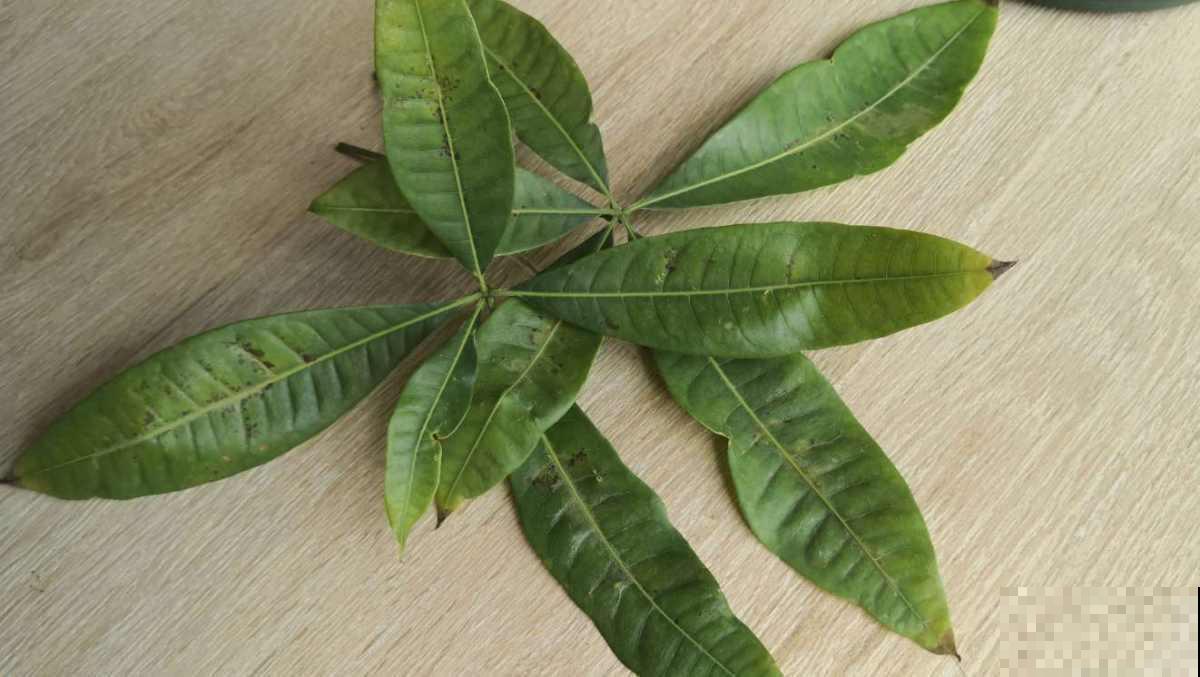 秋天养花注意不到这几点，烂根、黄叶都是家常，这样补救就对了！