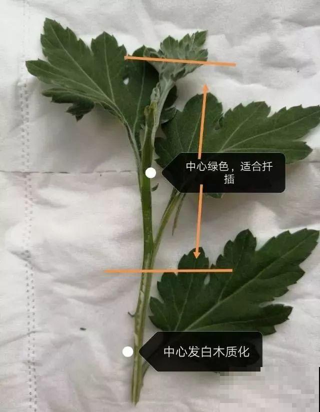 秋天啥花都可以不养，唯独这1种，100盆都不嫌多！