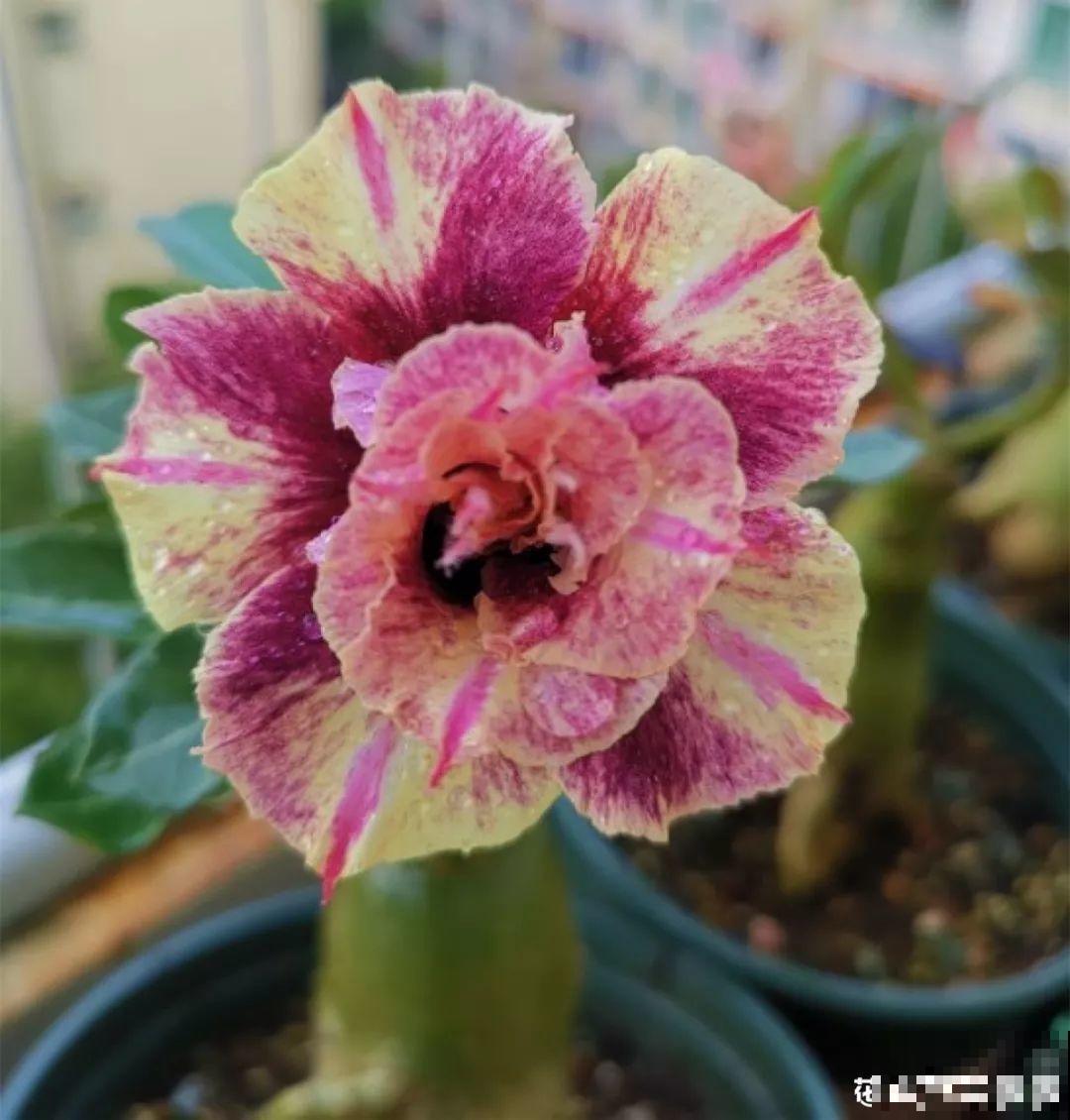 客厅养的耐旱花，30天不浇水，照样精神又气派！