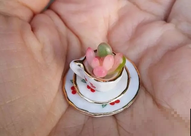 指甲盖大小的多肉你见过吗？自己在家就能养出来，可爱到心颤！
