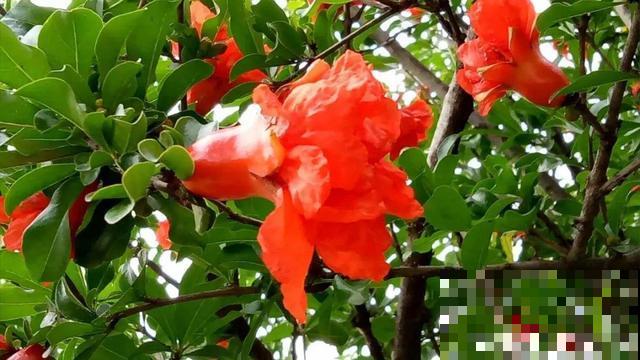 路边这些最常见的花，全都是国花！