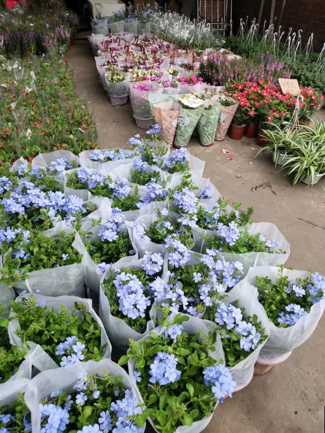 9月份逛花市，这花最好看、最好养，放心抱回家！