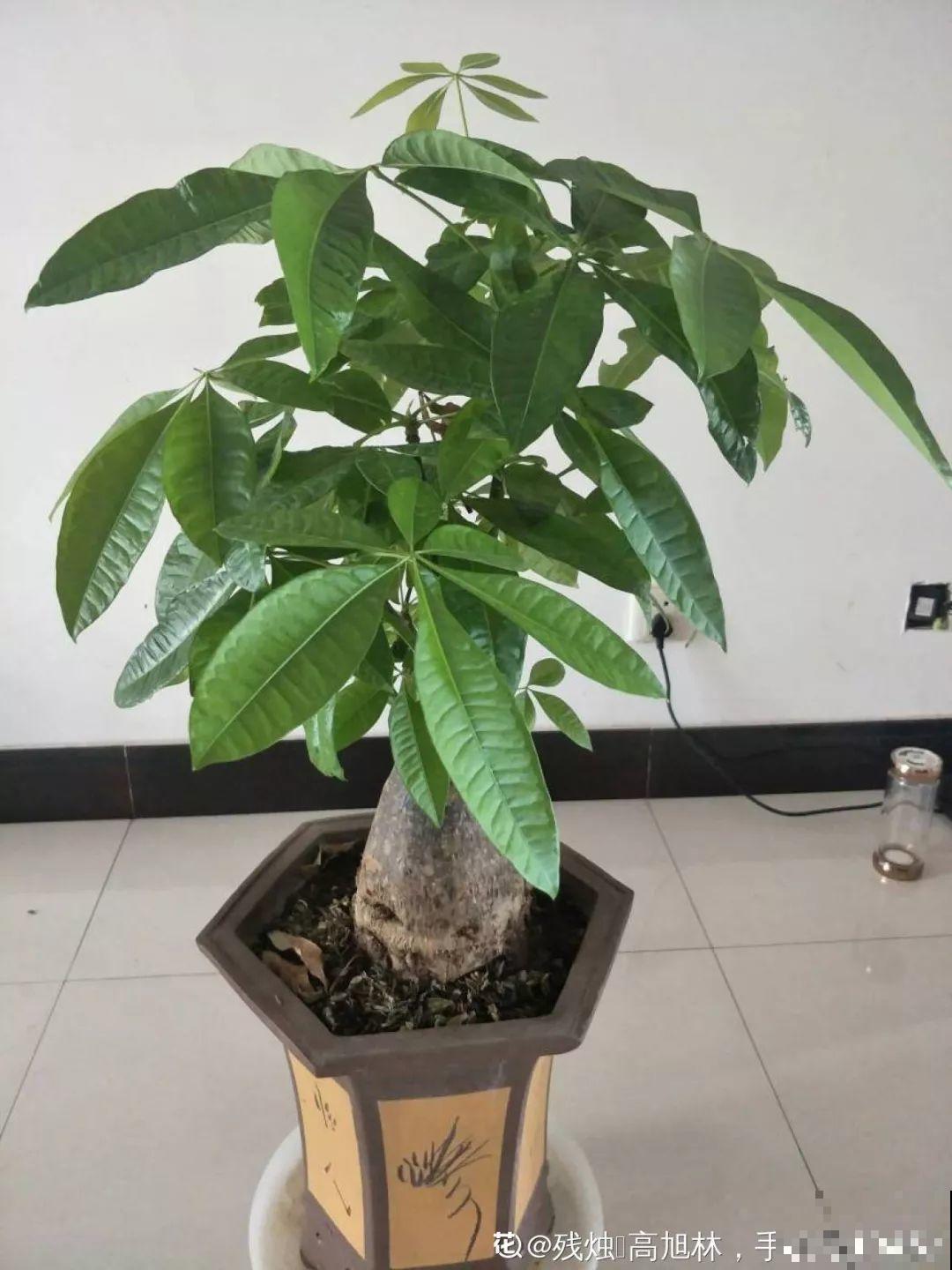 路边银杏摘个果，回家一处理，变成阳台小盆栽！