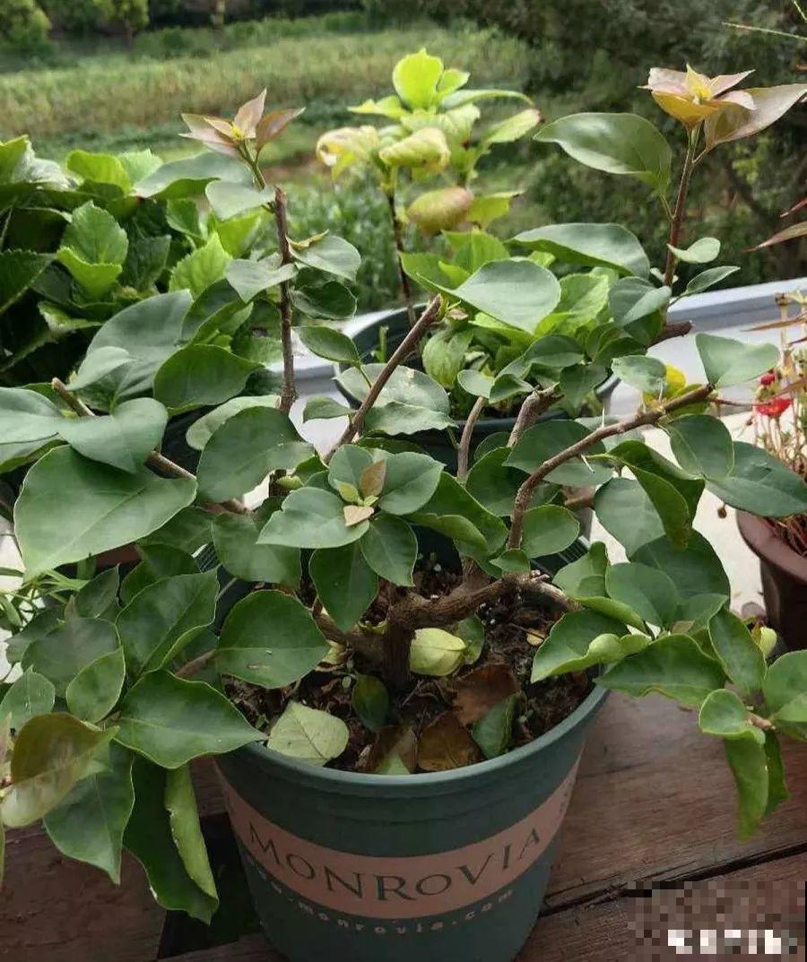 三角梅的养护要点，3招教你促开花，秋天霸占整个阳台！