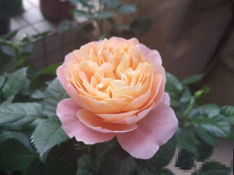 选花的标准仅仅是好看？等你买回家就后悔，现在改变主意还来得及