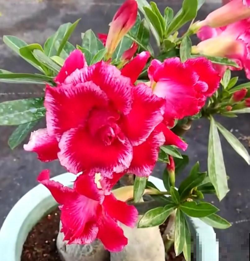 这花肚子大，在非洲都是不被待见的，在我们这开花了就是个宝！